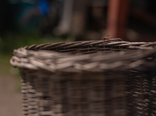a wasp on a wicker basket in the garden © TomaszGwóźdźFoto
