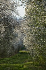 Fototapeta premium white flowering trail in spring