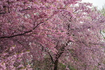 Pink sakura close up. Cherry blossoms . Pink spring blossom background.