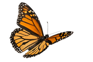 Fototapeta premium Colorful Butterfly in Flight – High-Quality PNG Isolated.