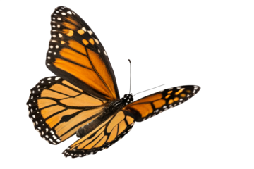 Colorful Butterfly in Flight – High-Quality PNG Isolated.