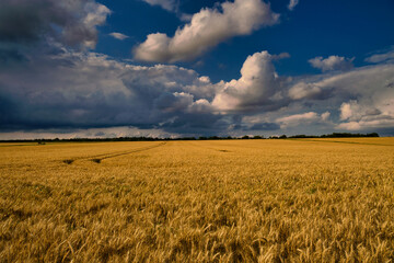 The Golden Wheat Field Spreads Out Beautifully Under the Dramatic Clouds That Hover Above It