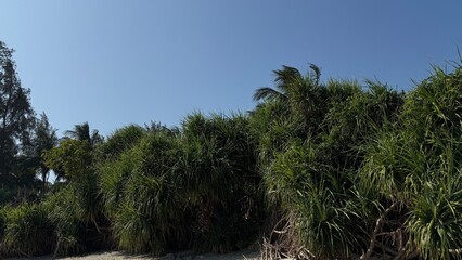 Obraz premium Sandy Tropical Beach Shoreline with Lush Coastal Vegetation and Pandanus Trees Under a Clear Blue Summer Sky.
