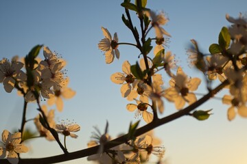 withe flowering bush in spring