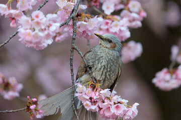 桜を啄むヒヨドリ