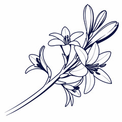 black and white flowers