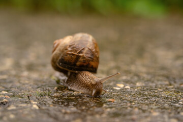 A snail in close-up crawling slowly on wet ground during a rainy day