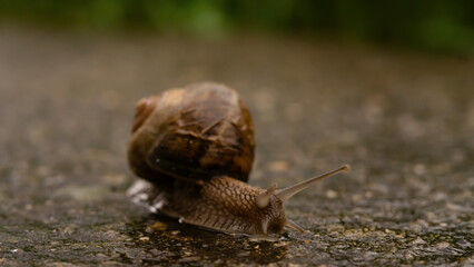 A snail in close-up crawling slowly on wet ground during a rainy day