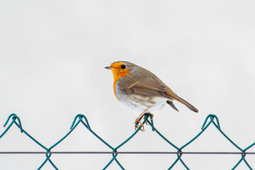 Rouge-gorge Erithacus rubecula posé sur grillage en hiver, oiseau observé en milieu naturel,...