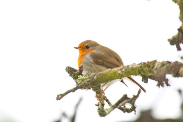 Rouge-gorge Erithacus rubecula en hiver sur branche, oiseau observé en milieu naturel,...