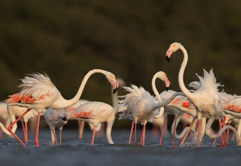 A flock of Greater Flamingo at Eker creek in the morning, Bahrain