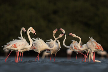Greater Flamingos territory fight while feeding at Eker creek