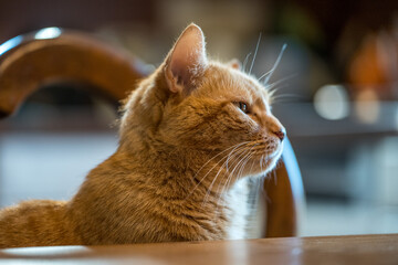 rothaariger Kater bei Tisch