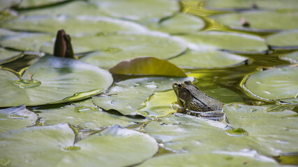 Frog Resting Among Lily Pads in a Tranquil Pond Scene. Green Frog Partially Submerged in a Lily Pad Pond with Natural Reflections