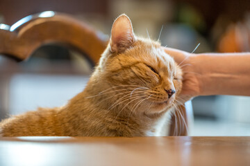 rothaariger Kater bei Tisch