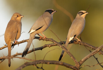 Grey Hypocolius on acacia tree in the morning hours, Bahrain