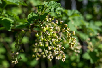 Unreife Ribisel am Strauch
