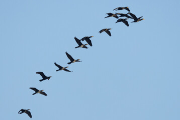 Great Cormorant flying at Asker, Bahrain