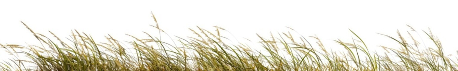Field Grass, Natural Landscape, Outdoor, Calm