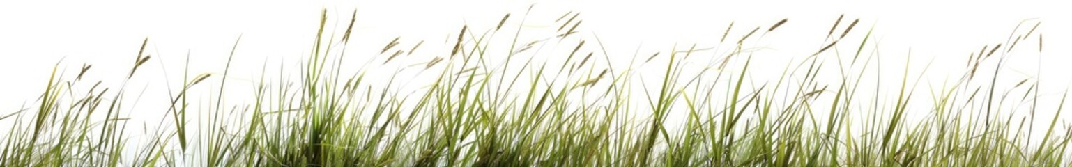 Field Grass, Natural Landscape, Outdoor, Calm