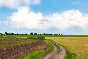 Dirt path winds through rural landscape, flanked by plowed fields under bright blue sky with fluffy white clouds. Countryside scene with a winding country road surrounded by lush agricultural fields