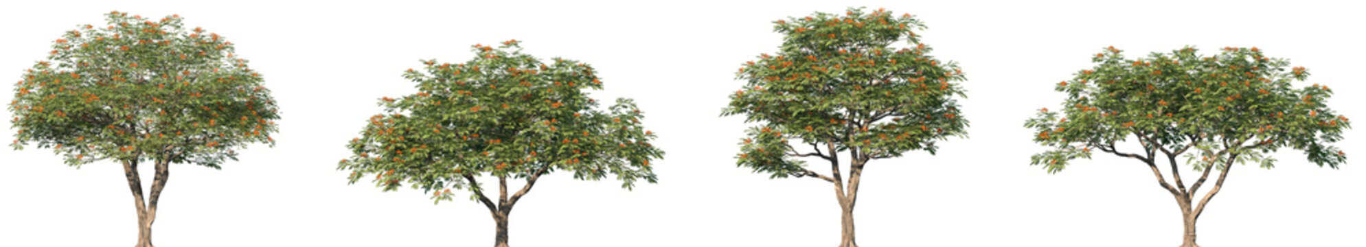 Set of Delonix regia (peacock flower, royal poinciana, flamboyant, phoenix flower, flame of the forest) blossoming isolated png on a transparent background perfectly cutout