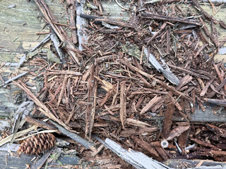 Wood debris and bark mulch texture close-up
