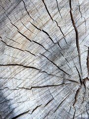 Close up of cracked tree stump texture