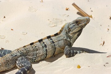 Iguana laying on the sand getting sun
