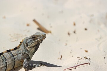 Iguana laying on the sand getting sun