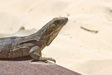 Iguana laying on the sand getting sun