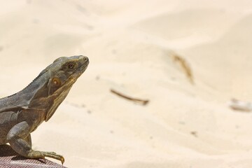 Iguana laying on the sand getting sun