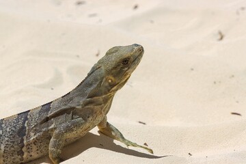 Iguana laying on the sand getting sun