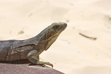 Iguana laying on the sand getting sun