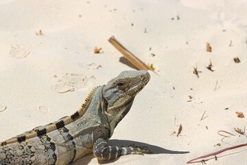 Iguana laying on the sand getting sun