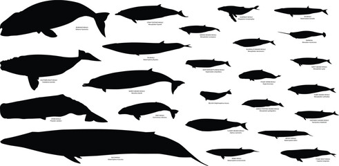 Whale vector set and silhouette images set with name and scientific name © Wasimbhatti
