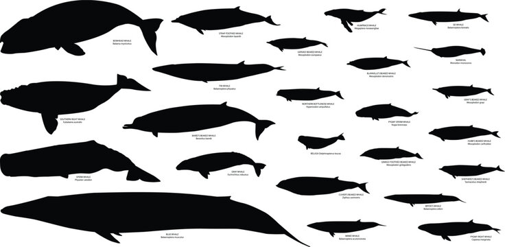 Whale vector set and silhouette images set with name and scientific name
