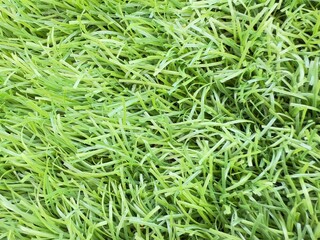 Green grass texture. Seamless green grass digital nonrealistic texture. Green grass, grass texture, grass field, grass background, grass plant, natural grass, lawn grass, Artificial Turf