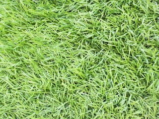 Green grass texture. Seamless green grass digital nonrealistic texture. Green grass, grass texture, grass field, grass background, grass plant, natural grass, lawn grass, Artificial Turf