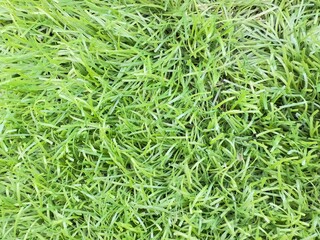 Green grass texture. Seamless green grass digital nonrealistic texture. Green grass, grass texture, grass field, grass background, grass plant, natural grass, lawn grass, Artificial Turf