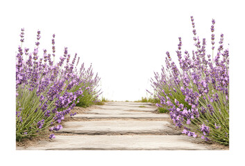 Tranquil pathway through blooming lavender fields, cut out - stock png.