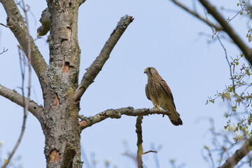 Falco tinnunculus aka common kestrel perched on the tree. Common bird of prey in Czech republic. Isolated on blue sky background.