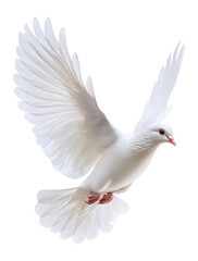 Obraz premium PNG White dove bird symbol peace.