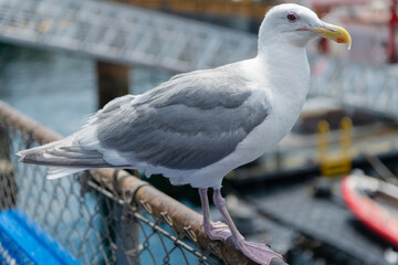 Seagull near water. Sea gull bird posing on fence. Fauna and nature. Seagull bird observing the water. Sea gull with beak and feather. Seagull sitting outdoor. A lonely seagull at the sea