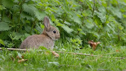 A small rabbit is sitting on the grass