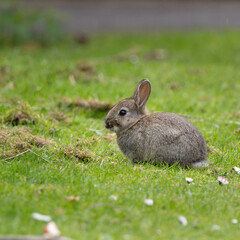 A small rabbit is sitting on the grass