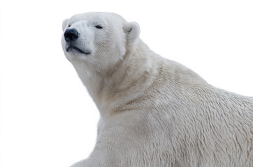 arctic bear portrait isolated on white background © fotomaster