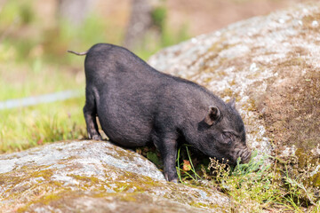 Young Black Piglet (Pot-bellied/Mini Pig) Foraging Outdoors