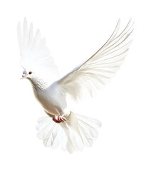 White dove in flight with graceful wings spread, cut out - stock png.