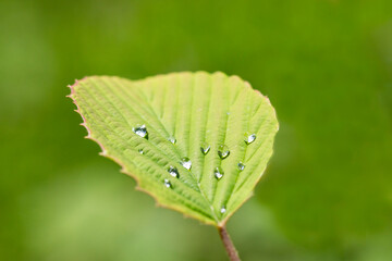 Water droplets on green leaf after rain. Water droplets on a taro leaf. Macro image of water droplets on green leaves, close-up of rainy season drops rainwater